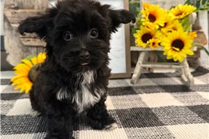 Carlton - Havapoo for sale