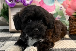 Jane - Havapoo for sale