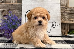 Gabriel - puppy for sale