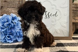 Johnny - Havapoo for sale