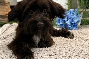 Carlton - Havapoo for sale