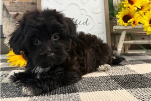 Carlton - Havapoo for sale
