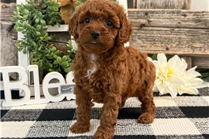 Hannah - puppy for sale