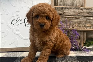 Hera - Poodle, Miniature for sale