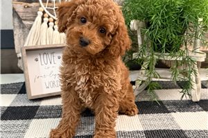 Hera - Poodle, Miniature for sale