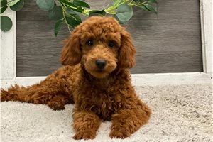Magnus - Poodle, Miniature for sale
