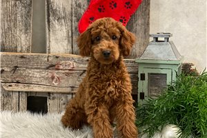 Mater - Poodle, Miniature for sale