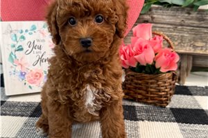 Hazel - Poodle, Miniature for sale