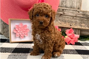 Hazel - puppy for sale