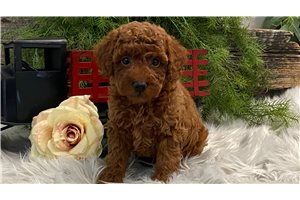 Alfred - Poodle, Toy for sale