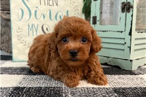 Earl - Poodle, Toy for sale