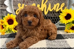 Ernie - Poodle, Toy for sale