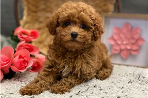 Chloe - Poodle, Toy for sale