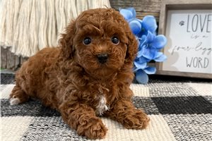 Everett - Poodle, Toy for sale