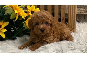 Alister - Toy Poodle for sale