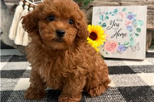 Earl - Poodle, Toy for sale