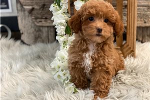 Cricket - Poodle, Toy for sale