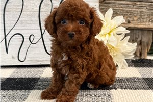 Ennis - Poodle, Toy for sale