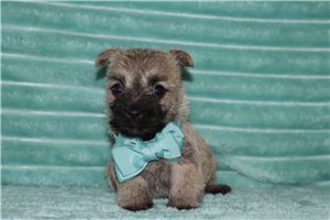 Joshua - Cairn Terrier for sale