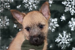 Lambert - Cairn Terrier for sale