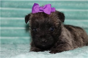Jocelyn - Cairn Terrier for sale