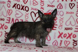 Gianna - Cairn Terrier for sale