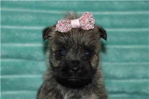 Jillian - puppy for sale