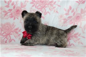 George - Cairn Terrier for sale