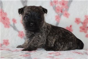 Mya - Cairn Terrier for sale