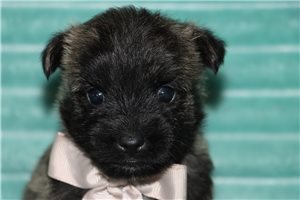 Jenson - puppy for sale