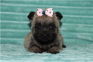 Jenny - Cairn Terrier for sale