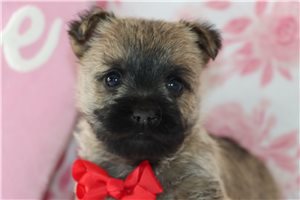 Giovanni - Cairn Terrier for sale