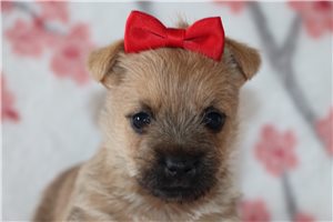 Ritzy - Cairn Terrier for sale