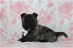 Gabriel - Cairn Terrier for sale
