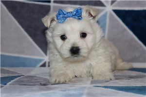Hermione - West Highland White Terrier - Westie for sale