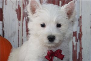 Higgins - Westie for sale