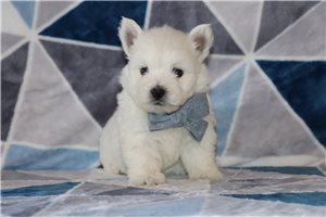 Henry - West Highland White Terrier - Westie for sale