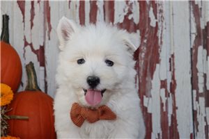 Henry - Westie for sale