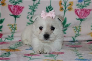 Catia - West Highland White Terrier - Westie for sale