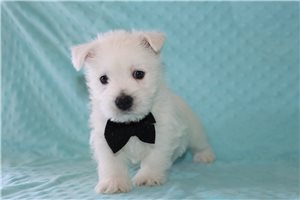 Kingston - West Highland White Terrier - Westie for sale