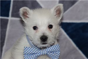 Hamilton - West Highland White Terrier - Westie for sale