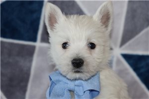 Higgins - West Highland White Terrier - Westie for sale