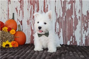Hamilton - Westie for sale