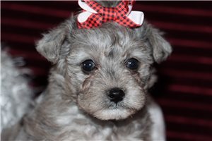 Nova - Yorkiepoo - Yorkie Poo for sale