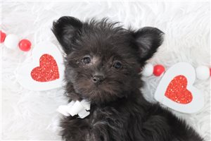 Oliver - Yorkiepoo - Yorkie Poo for sale