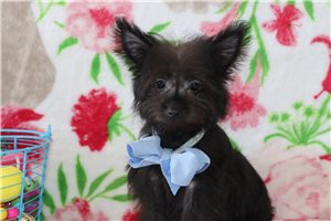 Oliver - Yorkiepoo - Yorkie Poo for sale