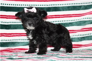 Nikki - Yorkiepoo - Yorkie Poo for sale