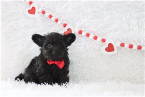 Owen - puppy for sale