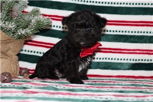 Nuroo - Yorkiepoo - Yorkie Poo for sale