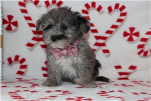 Newton - Yorkiepoo - Yorkie Poo for sale